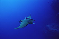 Mobula Ray (Mobula mobular) swimming with attached Remoras (Remora remora), Cocos Island, Costa Rica