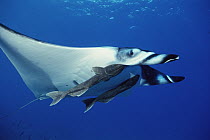 Manta Ray (Manta birostris) with two Remora (Remora remora) attached to it, over Hallcion Reef off of Cocos Island, Costa Rica