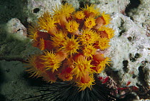 Orange Cup Coral (Tubastraea coccinea) with feeding tentacles extended at night, Cocos Island, Costa Rica