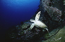 Green Sea Turtle (Chelonia mydas), resting in a rock crevice off of Cocos Island, Costa Rica