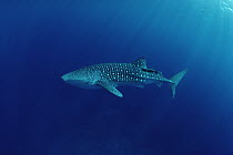 Whale Shark (Rhincodon typus) portrait, largest shark species, Cocos Island, Costa Rica