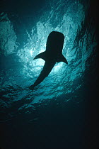 Whale Shark (Rhincodon typus) portrait silhouetted against sun, largest shark species, threatened, Cocos Island, Costa Rica