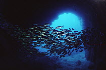 Fish schooling through sea cave on Los Amigos, Cocos Island, Costa Rica