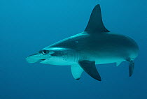 Scalloped Hammerhead Shark (Sphyrna lewini) portrait, Cocos Island, Costa Rica