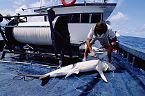 Shortfin Mako (Isurus oxyrhynchus) caught on line and harvested on board, Cocos Island, Costa Rica