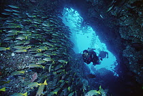 Two scuba divers swimming through sea cave with schooling Grunts, Cocos Island, Costa Rica