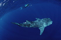 Whale Shark (Rhincodon typus) and snorkeler, Cocos Island, Costa Rica