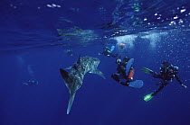 Whale Shark (Rhincodon typus) surrounded by several scuba divers, threatened, Cocos Island, Costa Rica