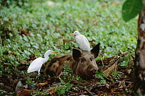 Feral Pig (Sus scrofa) captured by park wardens with Cattle Egrets, introduced species that disturbs natural vegetation, Cocos Island, Costa Rica