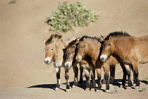 Przewalski's Horse (Equus ferus przewalskii) group, China