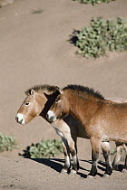 Przewalski's Horse (Equus ferus przewalskii) pair, China