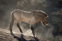 Przewalski's Horse (Equus ferus przewalskii) walking, San Diego Zoo, California