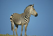 Burchell's Zebra (Equus burchellii) portrait, Africa