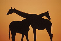 Giraffe (Giraffa sp) pair silhouetted at sunset, native to Africa