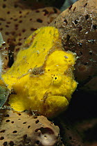 Ocellated Frogfish (Antennarius ocellatus) awaiting prey by sitting motionless, Bonaire, Venezuela