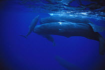 Sperm Whale (Physeter macrocephalus) males swim with females and young, Dominica