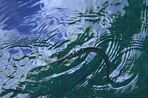 Needlefish (Ablennes hians) on water surface, Bonaire, Netherland Antilles