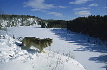 Timber Wolf (Canis lupus) overlooking frozen lake, Superior National Forest, Minnesota