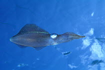 Squid (Sepioteuthis sp) swimming underwater, Bonaire, Netherland Antilles