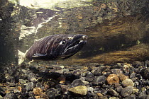 Chinook Salmon (Oncorhynchus tshawytscha) spawning, Alaska