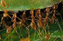Weaver Ant (Oecophylla longinoda) group repairing leaf nest, Papua New Guinea