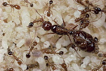 Fire Ant (Solenopsis geminata) nest showing large queen, workers and pupa, Florida