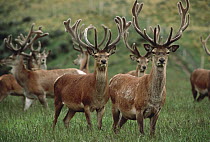 Red Deer (Cervus elaphus) male herd in meadow, Scotland