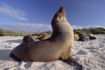 Galapagos Sea Lion (Zalophus wollebaeki) group basking on beach, Galapagos Islands, Ecuador