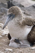 Blue-footed Booby (Sula nebouxii) and chick, Galapagos Islands, Ecuador