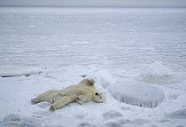 Polar Bear (Ursus maritimus) laying on back, Churchill, Manitoba, Canada