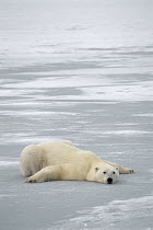 Polar Bear (Ursus maritimus) laying on belly to cool off, Churchill, Manitoba, Canada