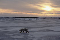 Polar Bear (Ursus maritimus) crossing icefield at sunrise, Churchill, Manitoba, Canada