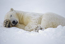 Polar Bear (Ursus maritimus) sleeping, Churchill, Manitoba, Canada