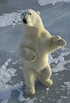 Polar Bear (Ursus maritimus) standing, Churchill, Manitoba, Canada