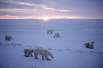 Polar Bear (Ursus maritimus) group on ice field, Churchill, Manitoba, Canada