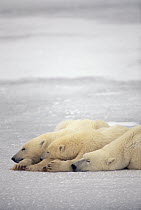 Polar Bear (Ursus maritimus) trio sleeping on ice, Churchill, Manitoba, Canada