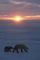 Polar Bear (Ursus maritimus) mother and cub crossing ice filed at sunset, Churchill, Manitoba, Canada