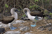 Blue-footed Booby (Sula nebouxii) mating dance, Galapagos Islands, Ecuador