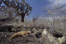 Galapagos Land Iguana (Conolophus subcristatus) and Prickly Pear (Opuntia sp) cactus, Galapagos Islands, Ecuador