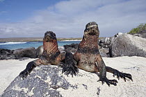 Marine Iguana (Amblyrhynchus cristatus) couple, Galapagos Islands, Ecuador