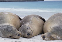 Galapagos Sea Lion (Zalophus wollebaeki) trio resting on a beach, Galapagos Islands, Ecuador