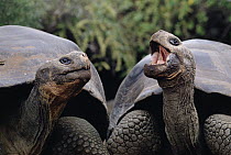 Galapagos Giant Tortoise (Chelonoidis nigra) pair communicating, Galapagos Islands, Ecuador