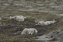 Arctic Wolf (Canis lupus), juvenile male named Scruffy and pups napping on the tundra, Scruffy covering his nose to keep mosquitoes away, Ellesmere Island, Nunavut, Canada