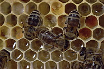 Honey Bee (Apis mellifera) workers maintaining hive, complex social behavior centers on maintaining the queen for a full life span of two to three years