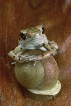 Strawberry Poison Dart Frog (Oophaga pumilio) dominant male resting on snail, Bastimentos Islands, Bocas del Toro, Panama