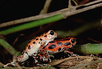 Strawberry Poison Dart Frog (Oophaga pumilio) dominant male wrestles with submissive male, Bastimentos Island, Bocas del Toro, Panama