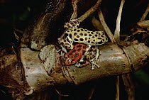 Strawberry Poison Dart Frog (Oophaga pumilio) dominant male wrestles with and pins another male, Bastimentos Island, Bocas del Toro, Panama