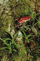 Strawberry Poison Dart Frog (Oophaga pumilio) mother carries tadpole to canopy, she lacks the toe pads or other adaptations of tree frogs and so the trip is quite arduous, Bastimentos Island, Bocas de...