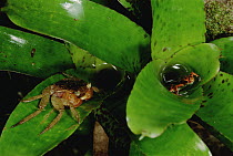 Strawberry Poison Dart Frog (Oophaga pumilio) protecting tadpoles in bromeliad is threatened by a crab, Bastimentos Island, Bocas del Toro, Panama
