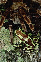 Green and Black Poison Dart Frog (Dendrobates auratus) meets a Tarantula, Taboga Island, Panama Tarantulas eat frogs but avoid Poison Dart Frogs, yet on Taboga, such encounters are common and Tarantul...